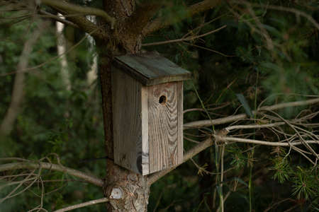wooden birdhouse hanging on a tree in a forest