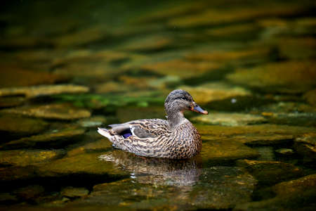 wild duck swimming in a green lakeの写真素材