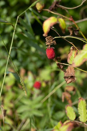 closeup of wild raspberry on a stemの写真素材