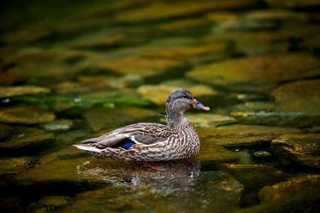 wild duck swimming in a green lakeの写真素材