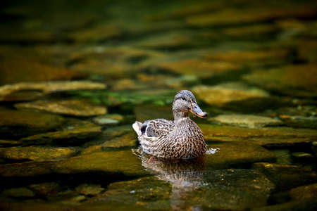 wild duck swimming in a green lakeの写真素材