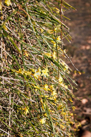 fresh leaves growing from ground