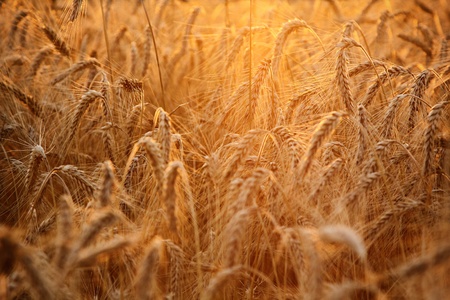 sunset over wheat field