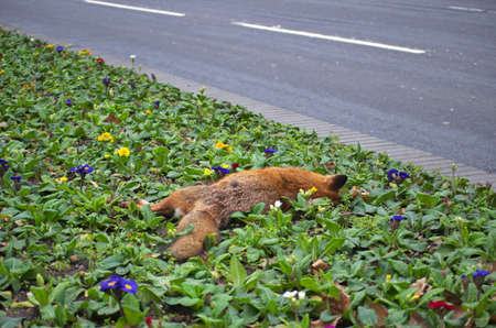 Dead fox lying by a road, London, United Kingdom.の写真素材