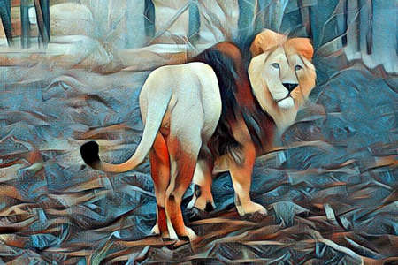 Asian lion in close up. Chester Zoo, United Kingdom.