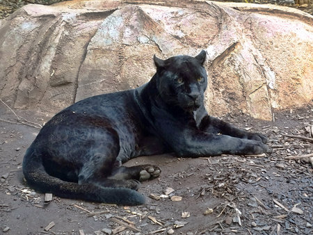 Black panther lying down, Chester zoo, UK.
