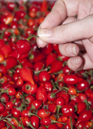 Hand choosing the best red chillieの写真素材