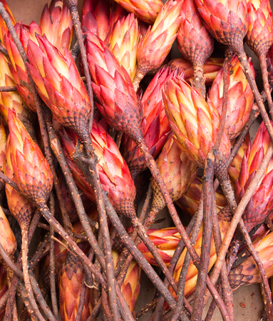 red dried sugarbush flowers lie on a pileの写真素材