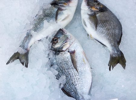 fresh catch of seabream on mediterranean marketの写真素材
