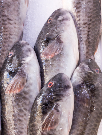fresh catch of red eyed fish on mediterranean market