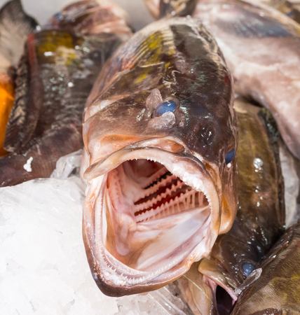 Fresh mediterranean fish with big open mouth