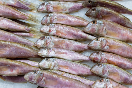 Freshly caught European sprats fish and ice in the box on the counter at the fish shop. European fishes. Horizontal. Top view. Close.の写真素材