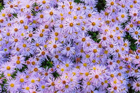 violett yellow flowers arrangement 2の写真素材