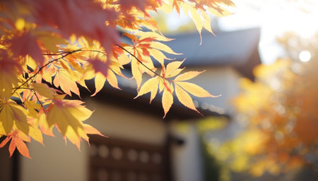 Autumn maple leaves in front of Japanese house in Kyoto, Japanの素材