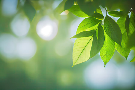 Green leaves on blurred background in sunny day with copy space for textの素材
