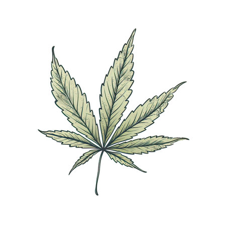 Cannabis leaf. Hand drawn vector illustration. Isolated on white background.の素材