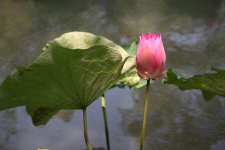 Pink Lotusの写真素材