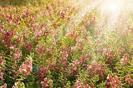 Pink flower in gardenの写真素材