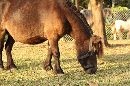 horse eating grassの写真素材