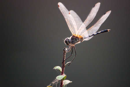 Dragonflyの写真素材