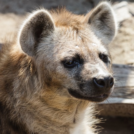 Portrait of a hyena in the zooの写真素材