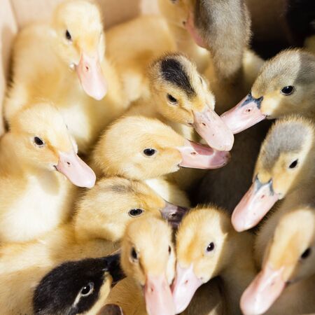 Tiny little yellow ducklings geeseの写真素材