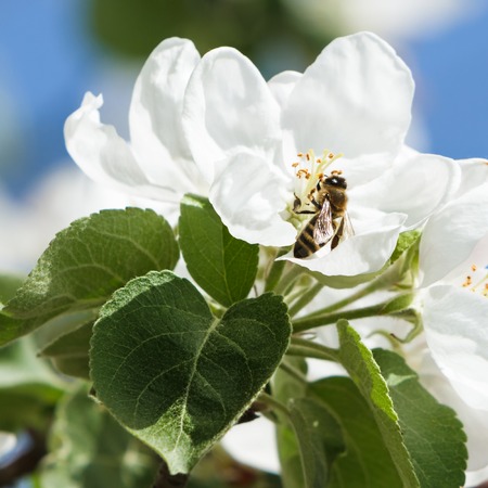 Bee pollinating an apple treeの写真素材