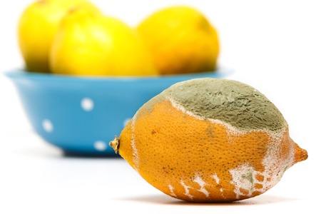 Spoiled lemon with fungus on white background.の写真素材