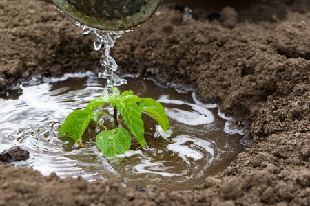 Small plant seedlings watered with waterの写真素材