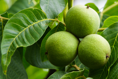Three green walnuts on a branchの写真素材
