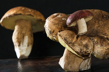 Forest mushrooms on a black backgroundの写真素材