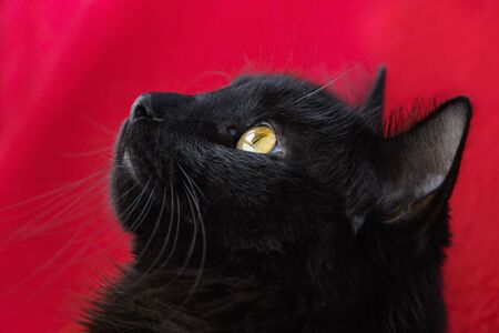Portrait of a black catの写真素材