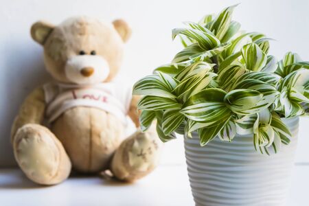 Home flower with a teddy bear.の写真素材