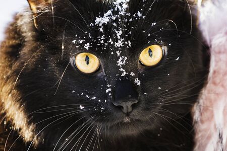 Portrait of a cat in the snow.の写真素材