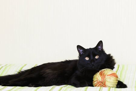 Isolated black cat with spaceの写真素材