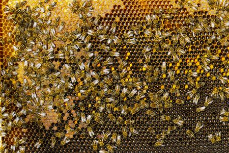 Bee honeycomb frame with honey and bees in the apiary