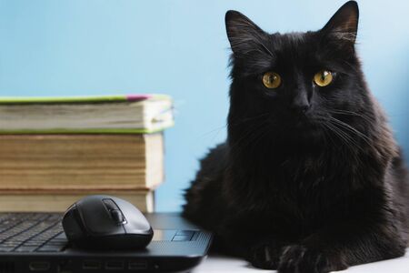Black cat lies next to books and a laptop on a blue backgroundの写真素材