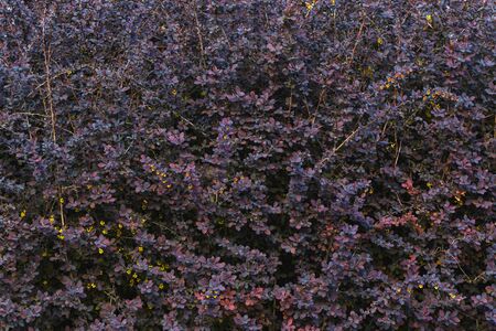 Wide dark red shrub barberry with a purple tint, background textureの写真素材