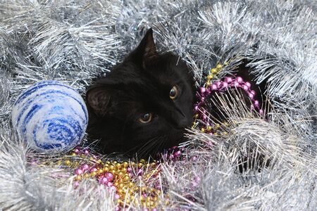 Portrait of a cat in Christmas toysの写真素材