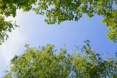 Blue sky between foliage with a copy of space