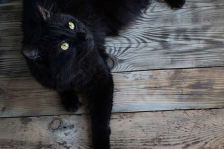 Black cat lies on old boards with a copy of space.の写真素材