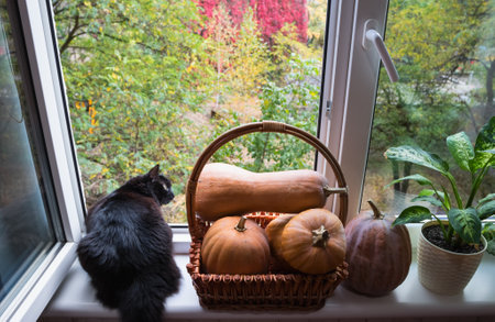 Black cat with pumpkins on the window.の写真素材