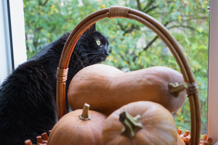 Black cat with pumpkins on the window.の写真素材
