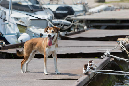Dog on the pier near the yachts.の写真素材