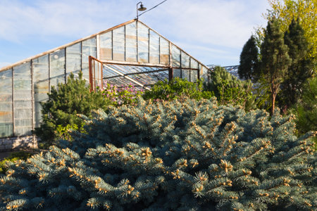 Growing different plants in old glass greenhousesの写真素材