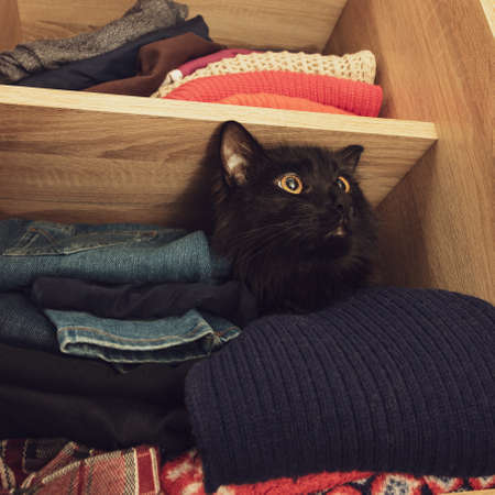 Black cat in a closet with clothes.