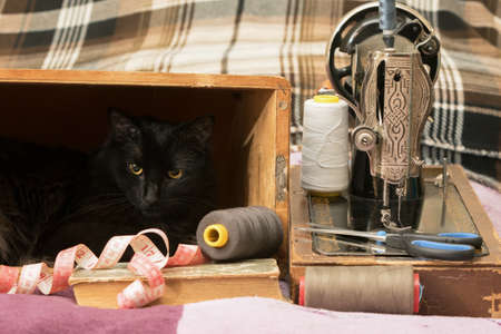 Sewing machine with thread and cat.