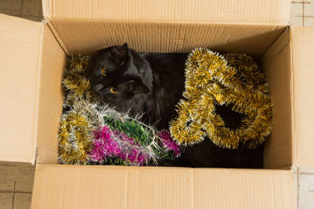 Cat in a cardboard box with festive tinsel, gift.