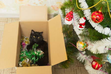 Cat in a cardboard box with festive tinsel, gift.の写真素材