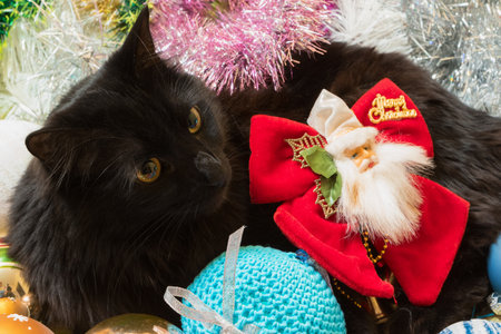 Christmas portrait of a cat in festive decorations.の写真素材